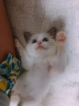 N.S 様のお迎えした子猫