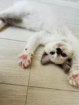 さくちゃん 様のお迎えした子猫