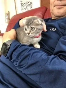 ミーちゃん 様のお迎えした子猫