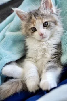 haruka 様のお迎えした子猫