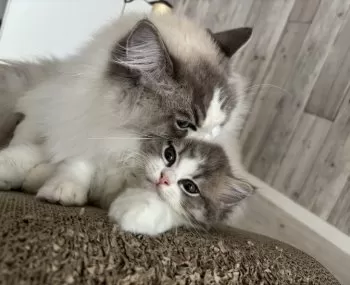 にょん 様のお迎えした子猫