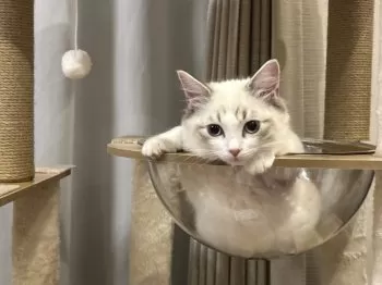 A.O 様のお迎えした子猫