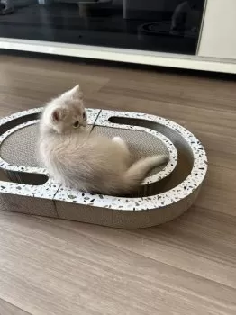 LJQ 様のお迎えした子猫