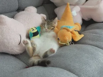 N.R 様のお迎えした子猫