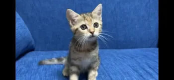 Reiko 様のお迎えした子猫