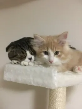 ひろまり 様のお迎えした子猫