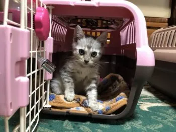 win 様のお迎えした子猫