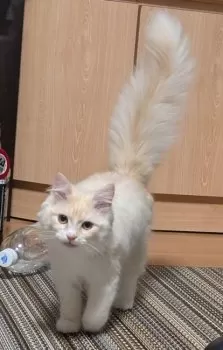 H.O 様のお迎えした子猫