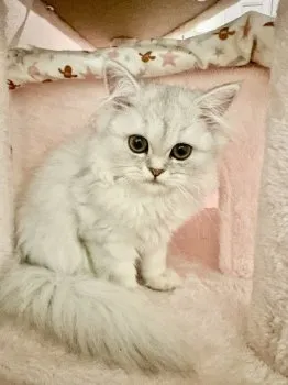 レイ 様のお迎えした子猫