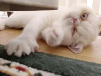 K.O 様のお迎えした子猫