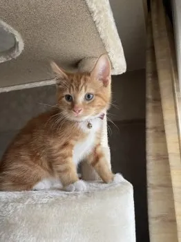 まいちん 様のお迎えした子猫