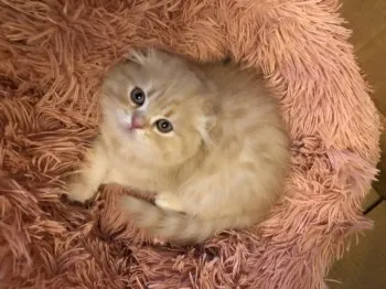 あげちご 様のお迎えした子猫