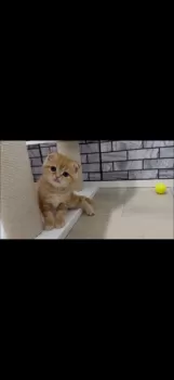 Y.S 様のお迎えした子猫