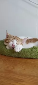 K.S 様のお迎えした子猫