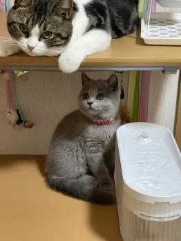 クル 様のお迎えした子猫