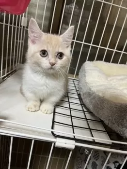 K.Y 様のお迎えした子猫