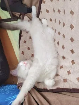 S.H 様のお迎えした子猫