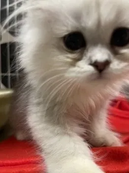 kayo 様のお迎えした子猫