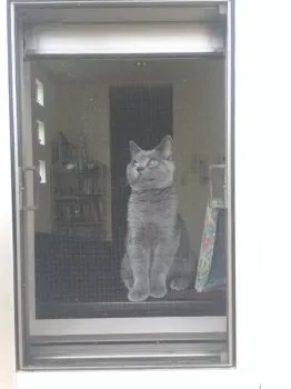 Vienna 様のお迎えした子猫