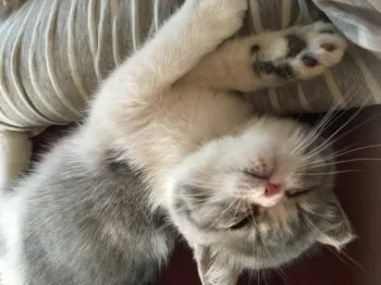 つむぎ 様のお迎えした子猫