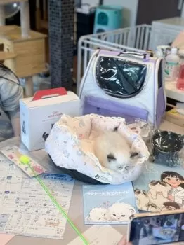 T.A 様のお迎えした子猫