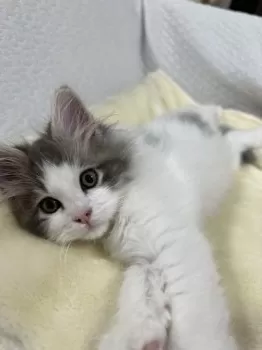 ちい 様のお迎えした子猫