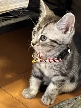 T T 様のお迎えした子猫