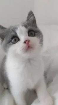 あん 様のお迎えした子猫