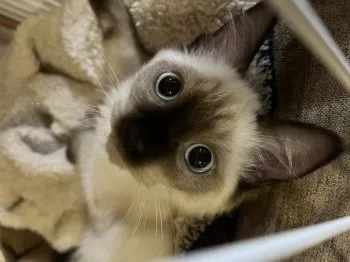 H.S 様のお迎えした子猫