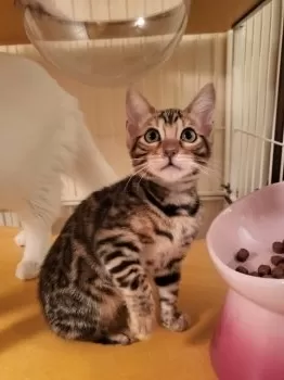 ルル 様のお迎えした子猫