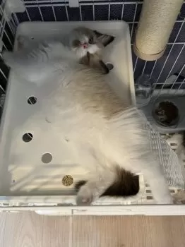 H.T 様のお迎えした子猫