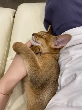 盛 様のお迎えした子猫