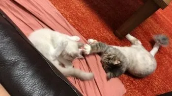 とびうめ 様のお迎えした子猫
