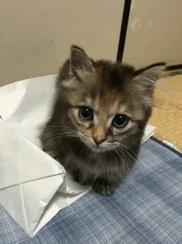 ダミやん 様のお迎えした子猫