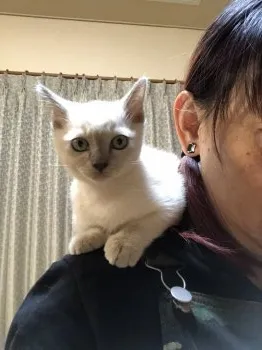 海華 様のお迎えした子猫