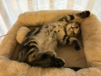 マックス 様のお迎えした子猫