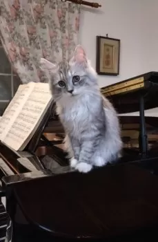 K.Y 様のお迎えした子猫