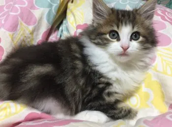 もちこ 様のお迎えした子猫