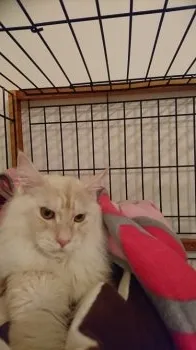 ちゆみ 様のお迎えした子猫