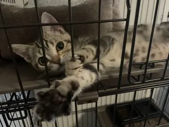 rurui 様のお迎えした子猫