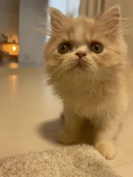 Y.S 様のお迎えした子猫