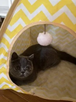まりも 様のお迎えした子猫