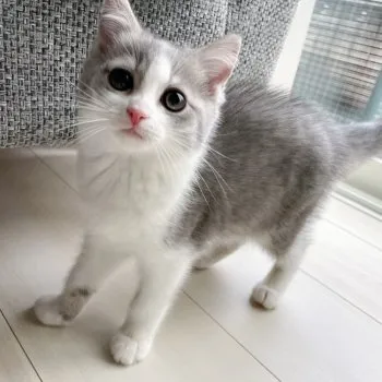 R.M 様のお迎えした子猫