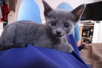 ロシアくん 様のお迎えした子猫