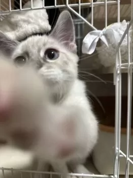 またたび 様のお迎えした子猫
