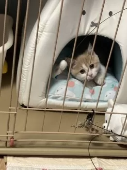 yokoko 様のお迎えした子猫