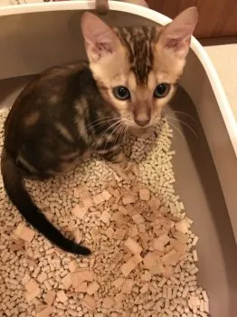 R.T 様のお迎えした子猫