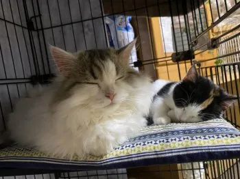 みみ 様のお迎えした子猫