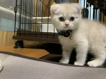 ヒデトチ 様のお迎えした子猫