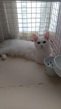 ゆん 様のお迎えした子猫